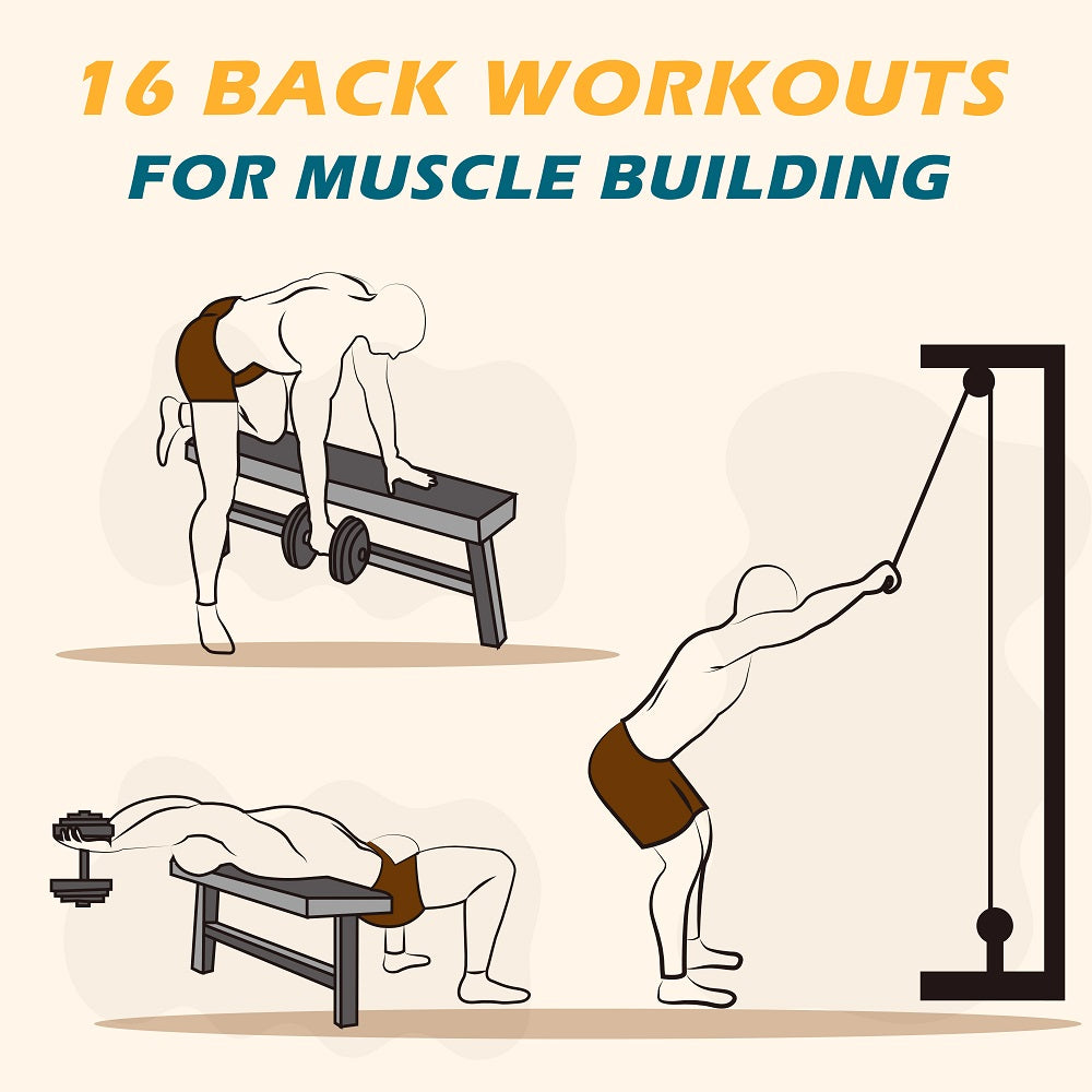 http://www.ifastfitness.com/cdn/shop/articles/16_Back_Workouts_for_Muscle_Building_1.jpg?v=1701053447